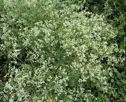 Image result for Parthenium