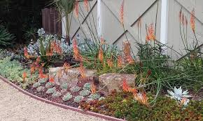 Image result for Kniphofia thomsonii