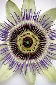 Passion Flower Backyards Click Passion Flower Unique Flowers Amazing Flowers