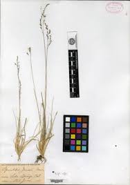 Image result for Sporobolus mildbraedii