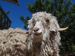 Urine soaked fleeces can cause hotspots and even attract. Mohair As A Mattress Fibre John Ryan By Design