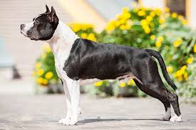 Seu nome variou por três vezes, até ser finalmente chamado de staffordshire, em homenagem a seu condado natal. American Staffordshire Terrier Dog Breed Information