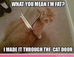 That Diet Cat Food Isn T Working X Post From R Funny Funny Cat Pictures Funny Animals Funny Animal Pictures