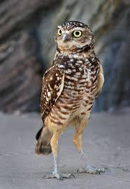 Small Bird With Long Legs And Long Beak Pin On Lol