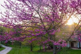 Come fall, redbud trees sport beautiful golden color. How Close To A House Can You Plant A Redbud Tree Upgraded Home