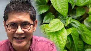 Dokter Boyke Berbagi Tips Manfaatkan Daun Sirih untuk Obat Mimisan, Panas  Dalam dan Organ Kewanitaan