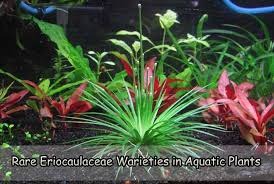 Image result for Eriocaulaceae