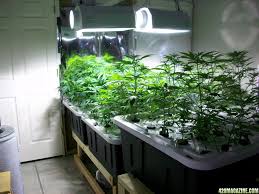 Harvest A Pound Every Three Weeks The Stinkbud Way Page 6 420 Magazine