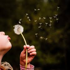 Find over 100+ of the best free dandelion images. 30k Dandelions Pictures Download Free Images On Unsplash