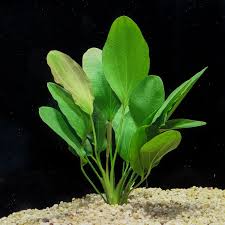 Aquarium Plants Florida Aquatic Nurseries Plants Planted Aquarium Succulent Terrarium