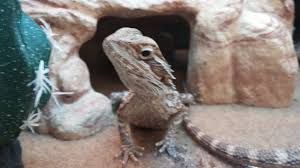We did not find results for: File Pogona Vitticeps At Petsmart 1 Jpeg Wikimedia Commons