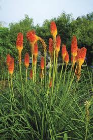 Image result for Kniphofia
