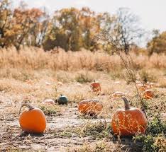 Check spelling or type a new query. Lendt S Pumpkin Farm 6903 Wyoming Trl Wyoming Mn Pumpkin Patches Mapquest
