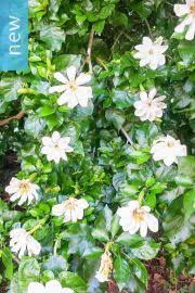 Image result for Gardenia cornuta