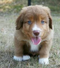 Nova Scotia Duck Tolling Retriever Beattyville Akc Registered Nova Scotia Duck Tolling Retriever Puppies For Sale He S 4 Months Old V Dog Toilet Nova Scotia Duck Tolling Retriever Dogs