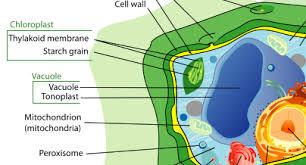 Maybe you would like to learn more about one of these? Plant Cell Parts Functions What Is A Plant Cell Video Lesson Transcript Study Com