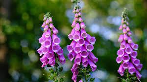 It grows well in difficult conditions. 10 Plants That Could Kill You My Weekly