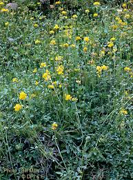 Image result for Lotononis laxa