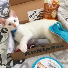 Whatever the case, a cat subscription box could be the answer. Monthly Cat Subscription Box Of Cat Toys Cat Treats And Cat Gifts Kitnipbox