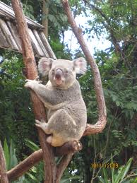 Romeo Cairns Australia Cairns Australia Australia Australia Travel