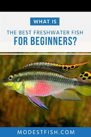 8 Best Freshwater Fish For Beginners Ultimate Guide To Picking Your First Fish Freshwater Fish Fishing For Beginners Tropical Freshwater Fish