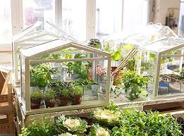 Ikea S Miniature Greenhouse Lets Anyone Create Their Own Indoor Garden Indoor Greenhouse Mini Greenhouse Miniature Greenhouse