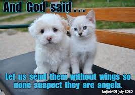 Top 25 Memes Of The Week Cheezburger Users Edition 153 Cat Memes Funny Cats Cute Funny Animals