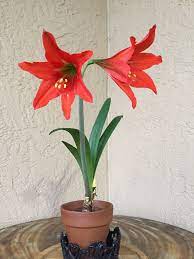 Hippeastrum Reginae Plants Amaryllis Flowers