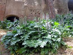 Image result for Caucanthus