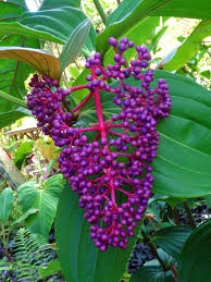 The following photos will allow you to identify vine and other climbing plants. Berries Wild Purple Free Photo On Pixabay