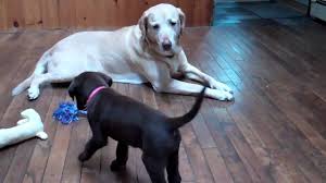 It is a scientifically engineered whey + isolate lean muscle builder formula designed for more muscle, more strength and better performance Chocolate Lab Meets Yellow Lab Youtube