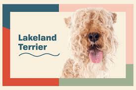 Image result for lakeland teriér