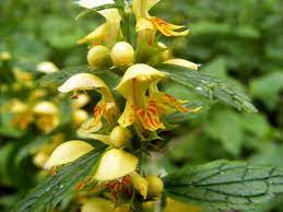 Yellow Archangel Definition And Synonyms Of Yellow Archangel In The English Dictionary