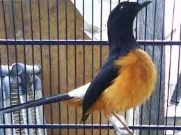 Murai batu medan hutan mb burung purtot semipur semi purrp1.800.000: Solusi Jitu Atasi Burung Murai Batu Gembung Atau Mbalon Blog Kicau Mania