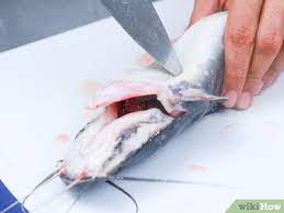 3 Ways To Freeze Fish Wikihow