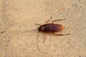 Baby Cockroaches In Kitchen Baby Roach Signs Removal