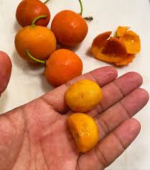 Image result for Garcinia livingstonei