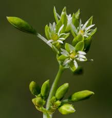 Image result for Drymaria