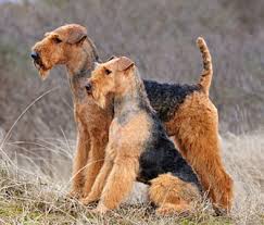 Click the puppies for sale tab at the top of the page to see in 2002 we bought our first airedale. 5 Reasons An Airedale Terrier Might Be The Right Dog For You