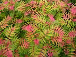 Image result for Sorbaria