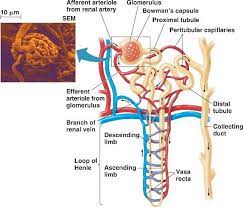 Loop Of Henle Animation The Filtrate Is Passed Through The Proximal Tubule Loop Of Henle And Medical Anatomy Loop Of Henle Human Anatomy And Physiology