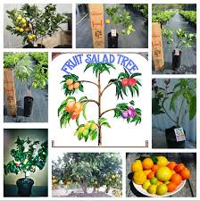 Fruits in our dwarf citrus tree range include: Fruit Salad Tree Company Garden Pots Plants Suppliers Homeimprovement2day