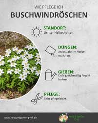Buschwindroschen Richtig Pflegen Sowie Tipps Und Tricks Zum Thema Giessen Standort Und Dungen In 2020 Ungewohnliche Pflanzen Garten Pflanzen