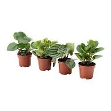 Cache Pots Et Plantes Ikea Decorations Grunpflanzen Pflanzen Blumentopf
