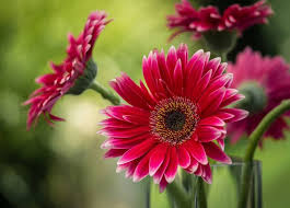 Flowers That Bloom Year Round In Florida 11 Popular Choices In 2020 Florida Flowers Year Round Flowers Perennial Flowering Plants