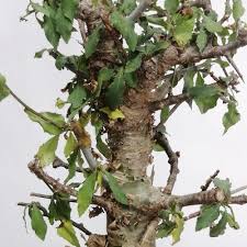Image result for Commiphora caerulea