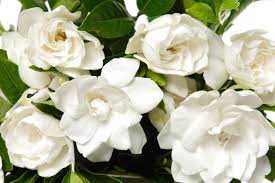 Gardenia Flower Meaning Flower Meaning
