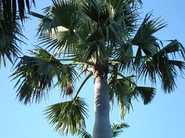 Image result for Borassus