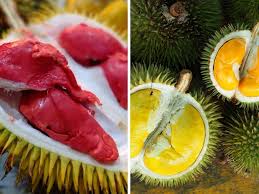 Kebanyakan durian ini sudah di klon dan terdapat lebih dari 100 jenis klon durian yang telah didaftarkan dengan jabatan. Kenali 5 Jenis Durian Hutan Yang Terdapat Di Borneo Borneodihati Org Laman Socialtainment Borneoborneodihati Org Laman Socialtainment Borneo