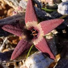 Image result for Tridentea